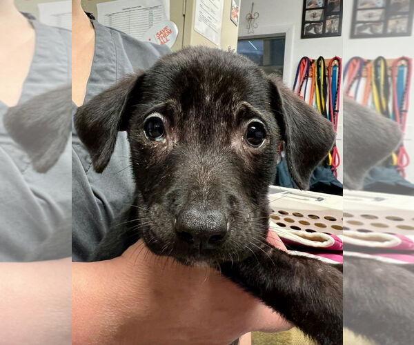 Medium Photo #1 Labrador Retriever-Unknown Mix Puppy For Sale in Lawrenceville, NJ, USA