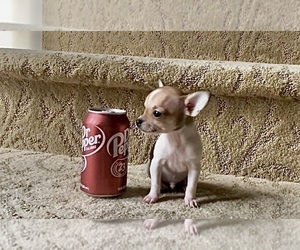 Chihuahua Puppy for sale in HOUSTON, TX, USA