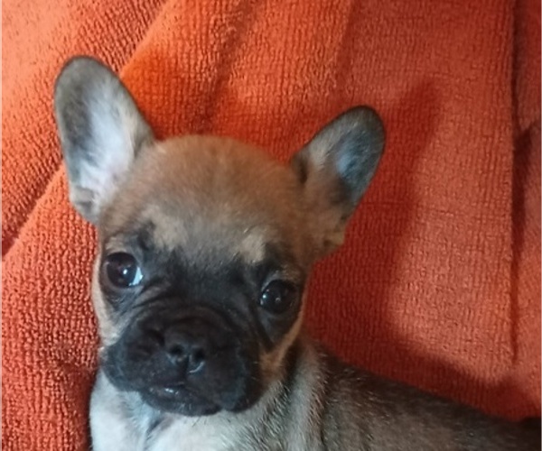 Medium Photo #3 French Bulldog Puppy For Sale in DENVER, CO, USA