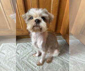 Shih Tzu-Unknown Mix Dogs for adoption in Mundelein, IL, USA