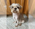 Phillip - Male Shih Tzu-Unknown Mix Dog for Adoption - Small photo