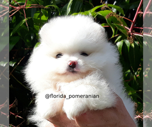Pomeranian Puppy for sale in PALM BCH GDNS, FL, USA