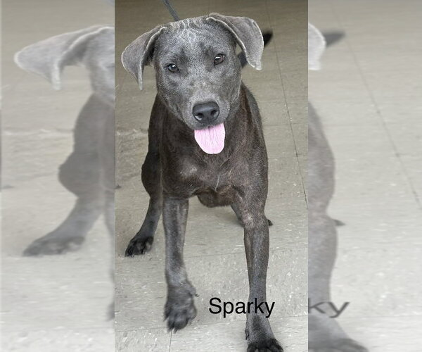 Medium Photo #4 Blue Lacy Puppy For Sale in Boston, MA, USA