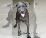 Small #3 Blue Lacy