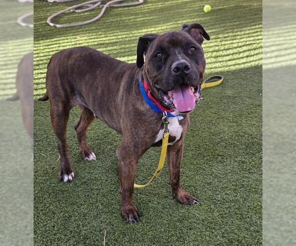 Medium Photo #1 Mutt Puppy For Sale in Las Vegas, NV, USA