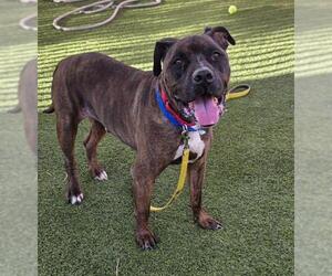 Mutt Dogs for adoption in Las Vegas, NV, USA