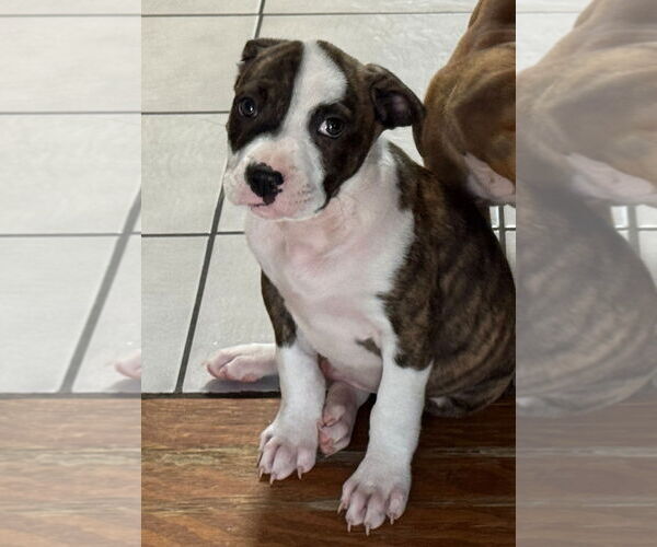 Medium Photo #1 Bullboxer Pit Puppy For Sale in Sanford, FL, USA