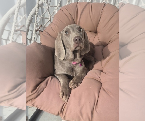 Medium Photo #2 Weimaraner Puppy For Sale in LEWISBURG, KY, USA