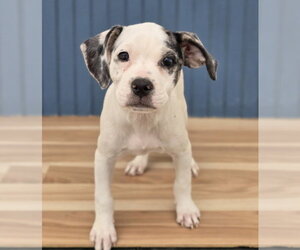 Bulldog-Unknown Mix Dogs for adoption in Lakewood, CO, USA
