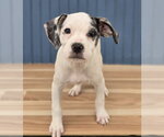 Small Bulldog Mix