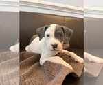 Small #2 American Staffordshire Terrier Mix