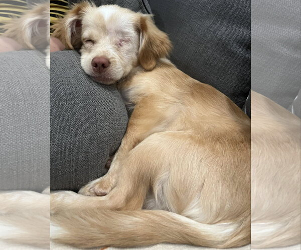 Medium Photo #3 Chihuahua-Colonial Cocker Spaniel Mix Puppy For Sale in Corona, CA, USA