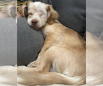Small #2 Chihuahua-Colonial Cocker Spaniel Mix