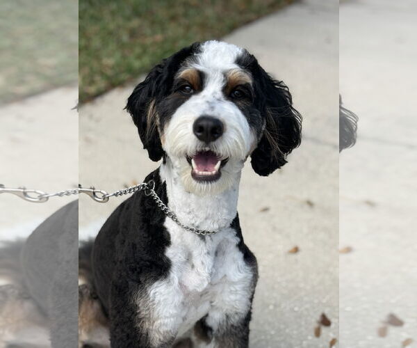 Medium Photo #4 Bernese Mountain Dog-Unknown Mix Puppy For Sale in Valrico, FL, USA