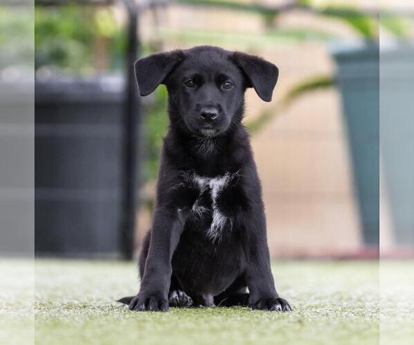 Medium Photo #6 Labrador Retriever-Unknown Mix Puppy For Sale in San Diego, CA, USA