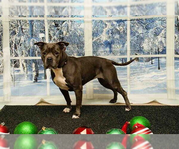 Medium Photo #1 Mutt Puppy For Sale in Sanford, FL, USA