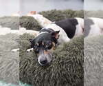 Small #1 Rat Terrier