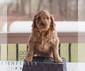 Goldendoodle (Miniature) Puppy for sale in GAP, PA, USA