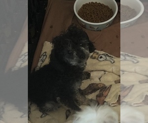 Father of the Poodle (Toy)-Schnauzer (Miniature) Mix puppies born on 12/16/2020