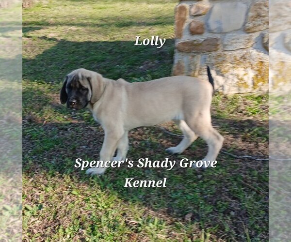 Medium Photo #11 Mastiff Puppy For Sale in CABOOL, MO, USA