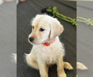 Australian Labradoodle-Labrador Retriever Mix Puppy for sale in QUEEN CREEK, AZ, USA
