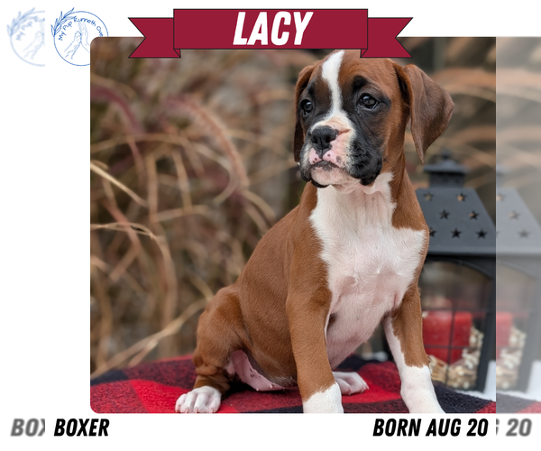 Medium Photo #66 Boxer Puppy For Sale in GOSHEN, IN, USA