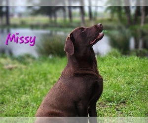 Mother of the Labrador Retriever puppies born on 04/03/2026