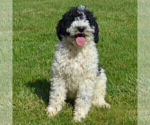 Poodle (Standard) Puppy for sale in SHIPPENSBURG, PA, USA