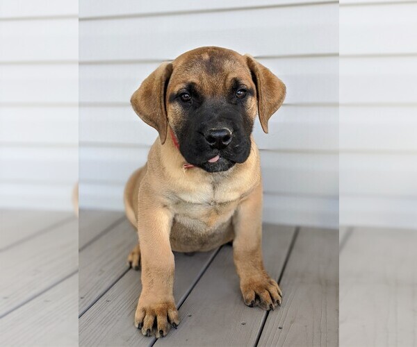 Medium Photo #1 Mastiff Puppy For Sale in OXFORD, PA, USA