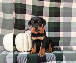 Rottweiler Puppy for sale in CHRISTIANA, PA, USA