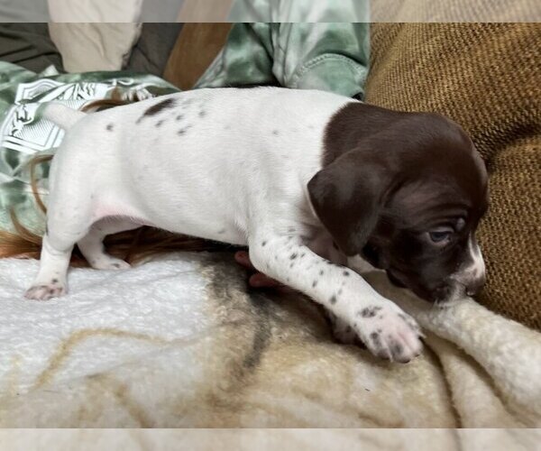 Medium Photo #5 German Shorthaired Pointer Puppy For Sale in LEONARD, TX, USA