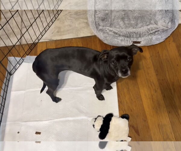 Medium Photo #5 Chihuahua-Unknown Mix Puppy For Sale in Grafton, WI, USA