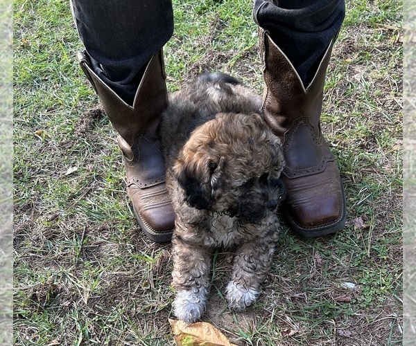 Medium Photo #10 Poodle (Miniature)-Shih-Poo Mix Puppy For Sale in SOUTH HAVEN, MI, USA