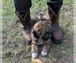 Small #9 Poodle (Miniature)-Shih-Poo Mix