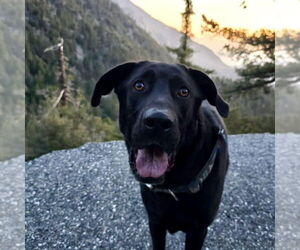 Great Dane-Labrador Retriever Mix Dogs for adoption in Newport Beach, CA, USA