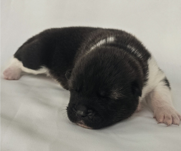 Medium Photo #4 Akita Puppy For Sale in STRAFFORD, MO, USA