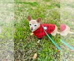 Small #4 Chihuahua