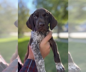 German Shorthaired Pointer Puppy for sale in WORLAND, WY, USA