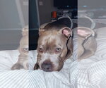 Small #6 American Pit Bull Terrier Mix