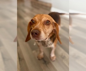 Asia - Female Beagle Dog for Adoption - Photo #2