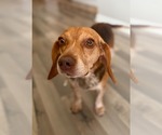 Small Photo #2 Beagle Puppy For Sale in Dunnellon, FL, USA