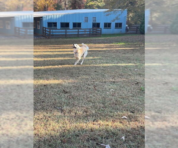 Medium Photo #4 Labsky Puppy For Sale in Cumming, GA, USA