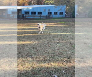 Orion - Male Labsky Dog for Adoption - Photo #4