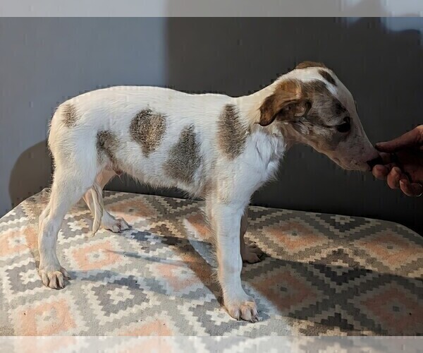 Medium Photo #8 Borzoi Puppy For Sale in FULTON, NY, USA