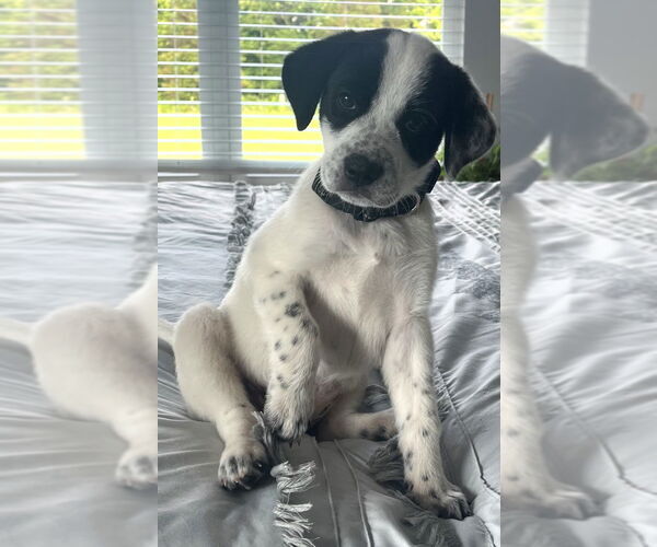 Medium Photo #1 Great Pyrenees-Pointer Mix Puppy For Sale in Enfield, CT, USA