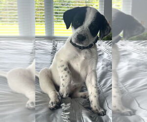 Great Pyrenees-Pointer Mix Dogs for adoption in Enfield, CT, USA