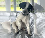 Small Great Pyrenees-Pointer Mix