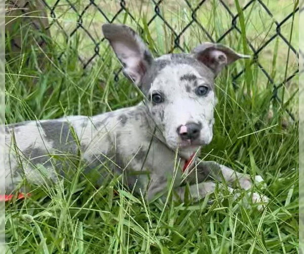 Medium Photo #2 Labrador Retriever-Unknown Mix Puppy For Sale in Tarrytown, GA, USA