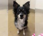 Small Papillon Mix