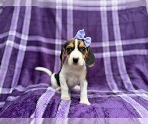 Beagle Puppy for sale in LAKELAND, FL, USA